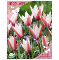 Bees - tulipa peppermint stick 10st