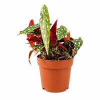 Begonia BD mac. 'Wightii'