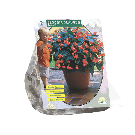 Begonia bertinii skaugum 2st - afbeelding 1