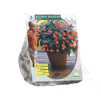 Begonia bertinii skaugum 2st