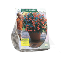 Begonia bertinii skaugum 2st - afbeelding 2