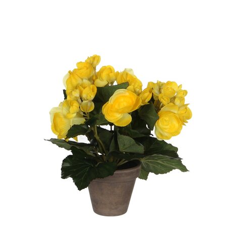 Begonia d20h25cm geel (Zijde-plant)