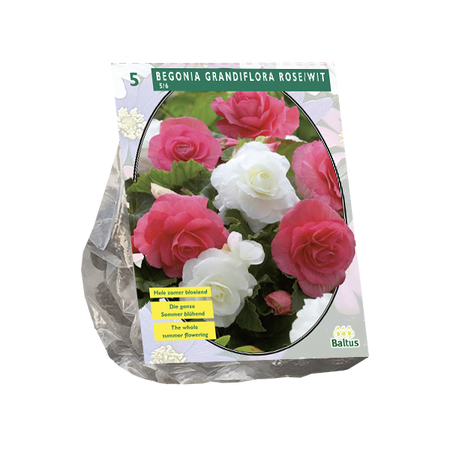 Begonia dubbel duo bol roze/wit 5st - afbeelding 1