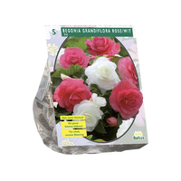 Begonia dubbel duo bol roze/wit 5st