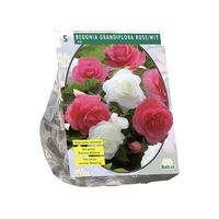 Begonia dubbel duo bol roze/wit 5st - afbeelding 2