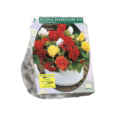 Begonia dubbel. mix 5st
