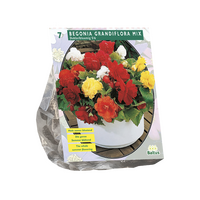 Begonia dubbel. mix 5st