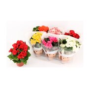 Begonia elat. DU   ...mix
