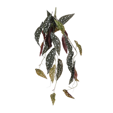Begonia hang l80cm d.groen