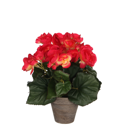 Begonia in pot d20h25cm d.roze (Zijde-plant)