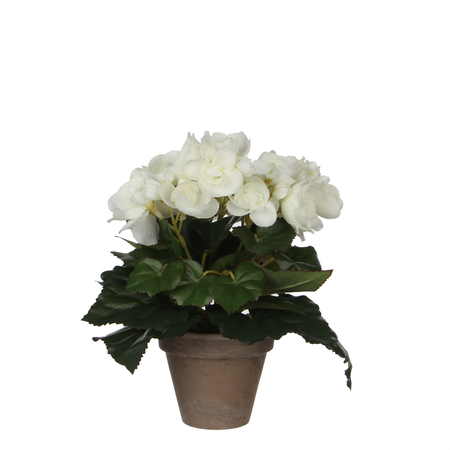 Begonia in pot d20h25cm wit (Zijde-plant)