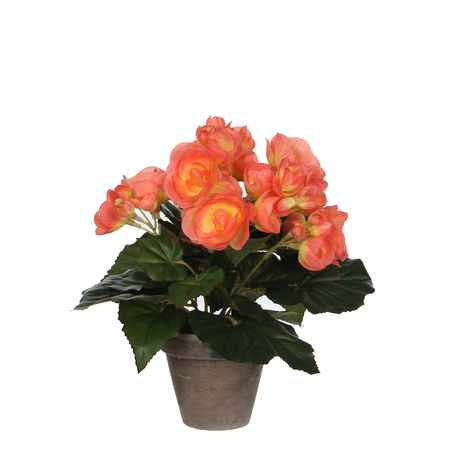 Begonia in pot d20h25cm zalm