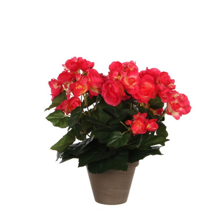 Begonia in pot d25h30cm d.roze