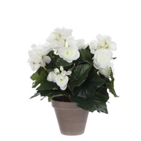 Begonia in pot d25h30cm wit
