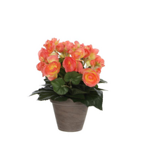 Begonia in pot d25h30cm zalm