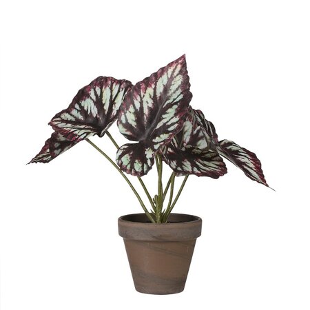 Begonia in pot l30b22h24cm paars (Zijde-plant)