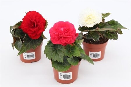 Begonia p10.5 grootbloemig