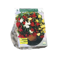 Begonia pendula mix 5st - afbeelding 2