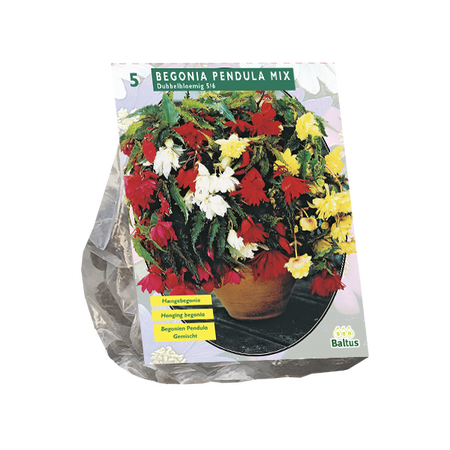 Begonia pendula mix 5st - afbeelding 1
