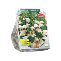 Begonia pendula wit 5st
