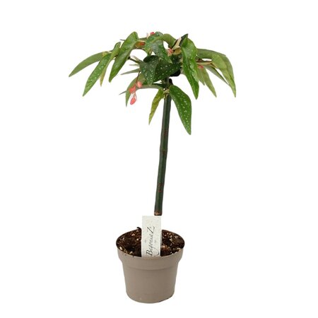 Begonia  'Tamaya'