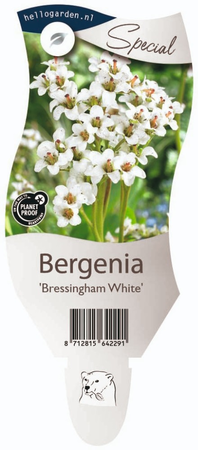 Bergenia 'Bressingham White'