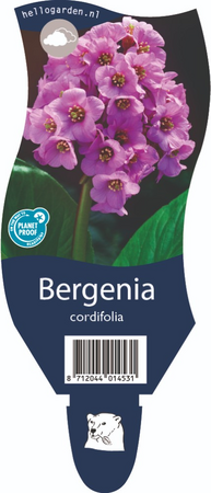 Bergenia cordifolia