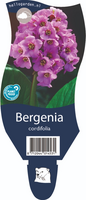 Bergenia cordifolia