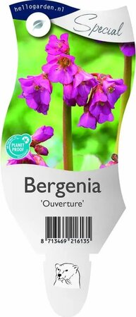 Bergenia 'Ouverture'