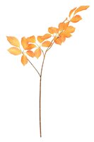 Berkentak l75cm oranje