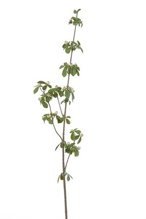 Bessentak l80cm creme