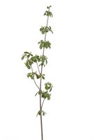 Bessentak l80cm creme