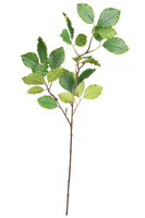 Beukenbladtak l67cm groen