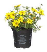 Bidens p10.5