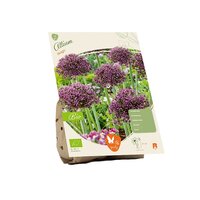 Bio - allium magic 1st