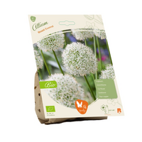 Bio allium mount everest 2st