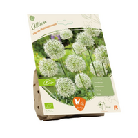 Bio allium nigrum wit 5st