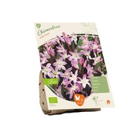 Bio - chionodoxa forb pink gnt 10st
