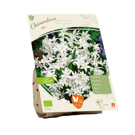 Bio chionodoxa lucilea alba 10st