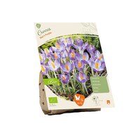 Bio - crocus barrs purple 10st