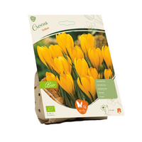 Bio crocus geel 10st