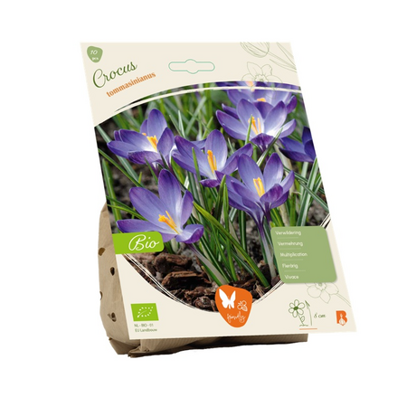Bio crocus thomassinianus 10st