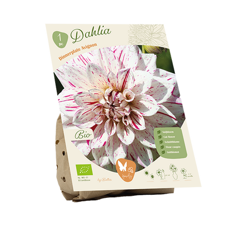 Bio dahlia avignon 1st