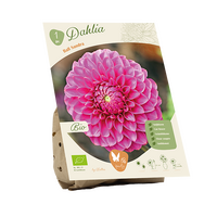Bio dahlia ball sandra 1st
