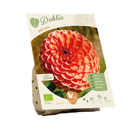 Bio dahlia ball sylvia 1st