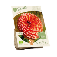 Bio dahlia ball sylvia 1st