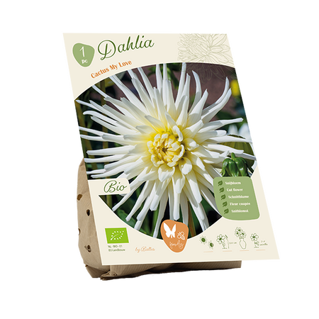 Bio dahlia cactus my love 1st