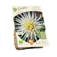 Bio dahlia cactus my love 1st