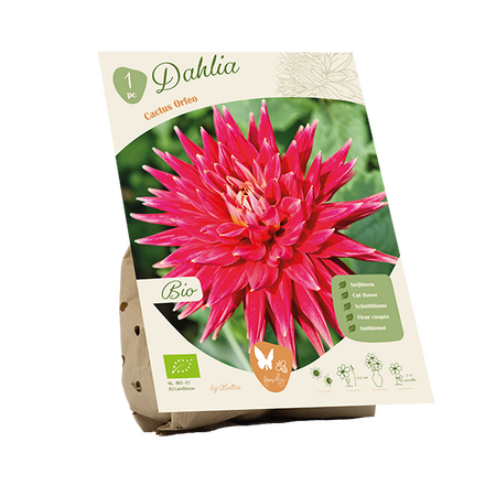 Bio dahlia cactus orfeo 1st
