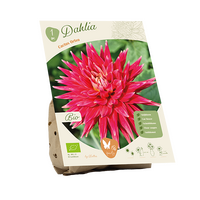 Bio dahlia cactus orfeo 1st
